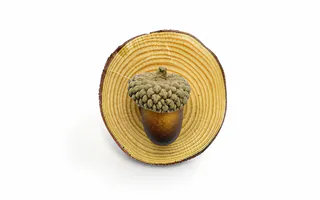 IMÁN RODAJA TRONCO MADERA CON BELLOTA