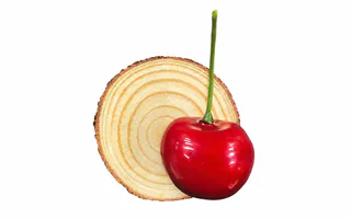 IMÁN RODAJA TRONCO MADERA CON CEREZA